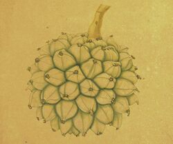 Naturalis Biodiversity Center - L.2096199 - Aken, J. van - Pandanus dubius Spreng - Artwork cropped.jpg