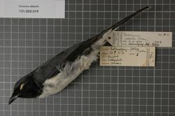 Naturalis Biodiversity Center - RMNH.AVES.123589 1 - Coracina abbotti (Riley, 1918) - Campephagidae - bird skin specimen.jpeg