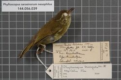 Naturalis Biodiversity Center - RMNH.AVES.138058 1 - Phylloscopus sarasinorum nesophilus (Riley, 1918) - Sylviidae - bird skin specimen.jpeg