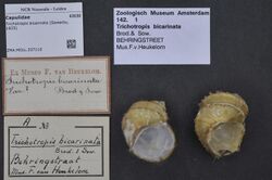 Naturalis Biodiversity Center - ZMA.MOLL.337110 - Trichotropis bicarinata (Sowerby, 1825) - Capulidae - Mollusc shell.jpeg