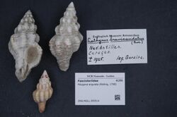 Naturalis Biodiversity Center - ZMA.MOLL.355514 - Polygona angulata (Röding, 1798) - Fasciolariidae - Mollusc shell.jpeg