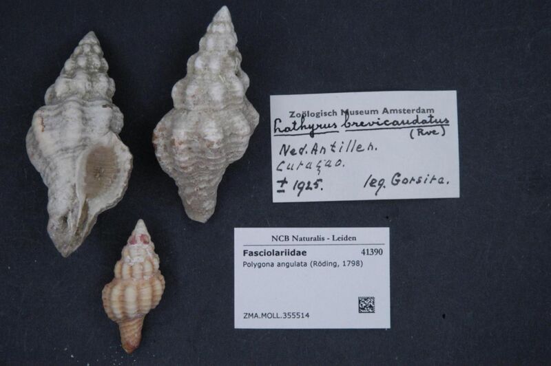 File:Naturalis Biodiversity Center - ZMA.MOLL.355514 - Polygona angulata (Röding, 1798) - Fasciolariidae - Mollusc shell.jpeg
