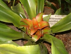Nidularium amazonicum Wittrockia smithii HabitusYoungInflorescence BotGardBln0906.JPG