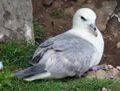 Northern Fulmar scotland RWD1.jpg