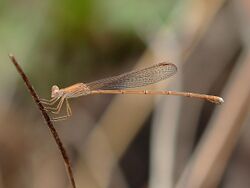 Northern Ringtail 3442.jpg