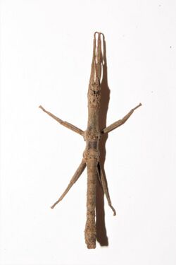 Orestes japonicus - male dorsal.jpg