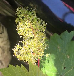 Ornamental grapevine inflorescence.jpg