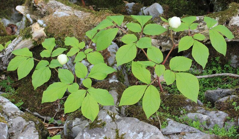 File:Paeonia japonica bud.JPG