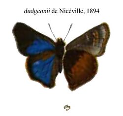 PamelaDudgeoniiNic1894.JPG