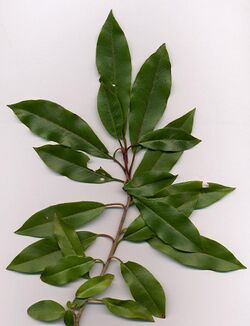 Photinia davidiana.jpg