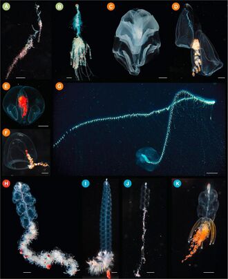 Photographs of living siphonophores.jpg