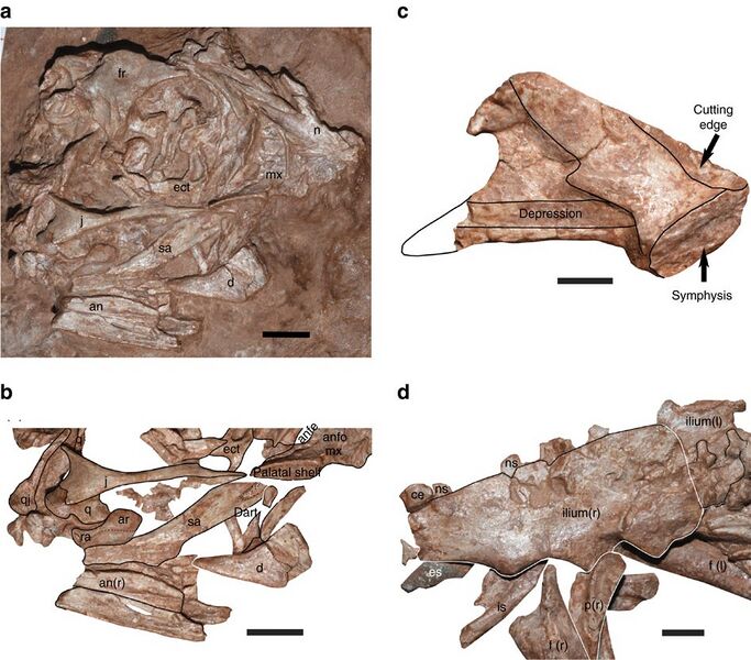 File:Photos fossil of Beibeilong sinensis (HGM 41HIII1219).jpg