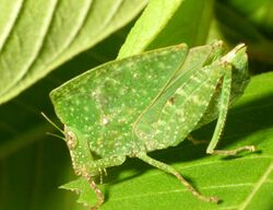 Phyllochoreia female.jpg