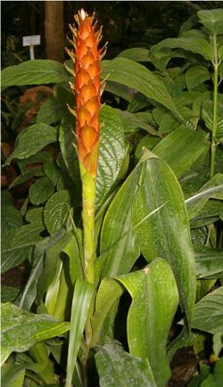 Pitcairnia wendlandii BotGardBln1105PlantWithYoungInflorescence.jpg