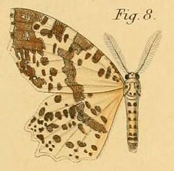 Pl.2-08-Endropia nachtigalii=Narthecusa tenuiorata nachtigalii (Dewitz, 1881).JPG
