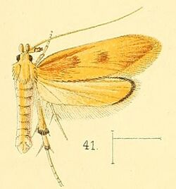 Pl.5-fig.41-Timyra extranea Walsingham, 1891.jpg