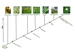 Plant Diversity (2).svg