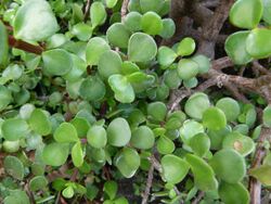 Portulacaria afra 02.JPG