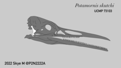 Potamornis skull.png