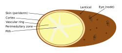 Diagram of the internal and external morphology of a potato tuber