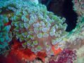 Reef0836 - Flickr - NOAA Photo Library.jpg