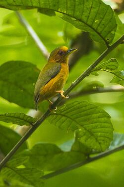 Rufous piculet (Sasia abnormis).jpg