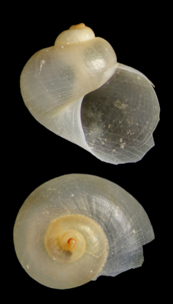 Rugulina fragilis (10.5852-ejt.2021.785.1605) Figure 14 (cropped).png