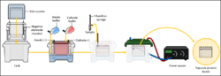 SDS-PAGE Electrophoresis.png