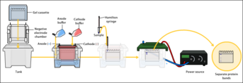 An image of the general setup of the SDS-PAGE technique. It begins with assembling of the electrophoresis apparatus followed by addition of specific buffer solutions. Then samples are loaded into the wells of the gel. Proper connection to a voltage is checked and electrophoresis is given some time to occur to generate a gel with hopefully distinct bands.