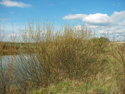 Salix caprea 018.jpg