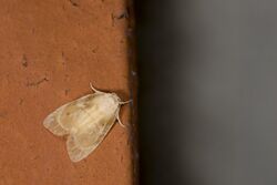 Schistophleps bipuncta (33471656136).jpg