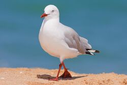 Silver gull jan 09.jpg