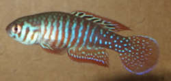 Simpsonichthys santanae male.png