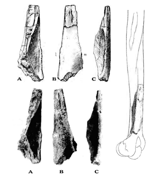 File:Sinanthropus Humerus I.png
