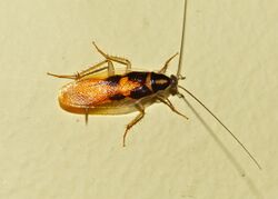 Small Roach (Supella dimidiata) (13848258885).jpg