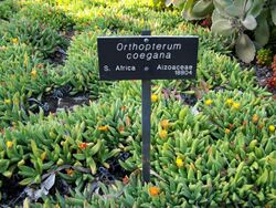 Specimen of Orthopterum coegana at Huntington Botanical Desert Garden.jpg