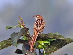 Striated Grassbird (Megalurus palustris) at Kolkata I IMG 2681.jpg
