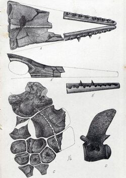 Sketches of the various skeletal fossils of Taniwhasaurus oweni