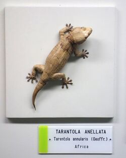 Tarentola annularis - Museo Civico di Storia Naturale Giacomo Doria - Genoa, Italy - DSC03189.JPG