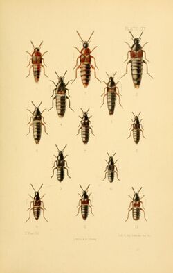 The Coleoptera of the British islands (Plate 37) (9141669579).jpg