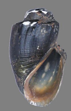Thiara amarula (MNHN-IM-2012-27686) 002.jpeg