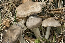 Tricholoma myomyces 69290.jpg