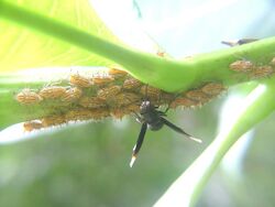 Unknown treehopper wasp mutualism.jpg