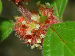 Urticaceae - Parietaria judaica.JPG