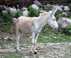 White Donkey (3846243065).jpg