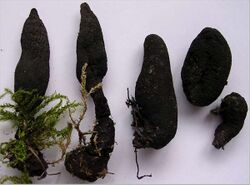 Xylaria polymorpha (variability).jpg