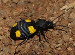 Yellow-spotted Ground Beetle (Craspedophorus bonvouloiri) (12800228973).jpg