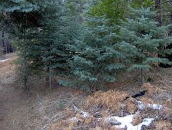 Young Abies concolor.jpg