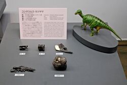 コシサウルスの化石.jpg