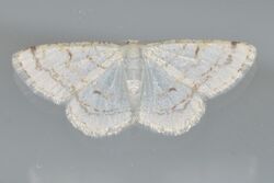 - 6270 – Protitame virginalis – Virgin Moth (20661550045).jpg